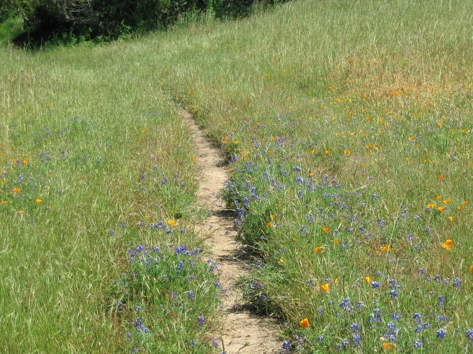 March Trail 1/2 mile from home