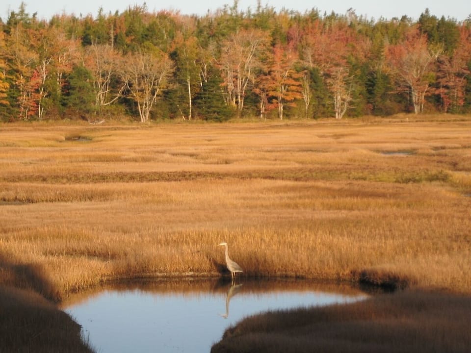 Salt water marsh, behind the Sandpiper in the fall