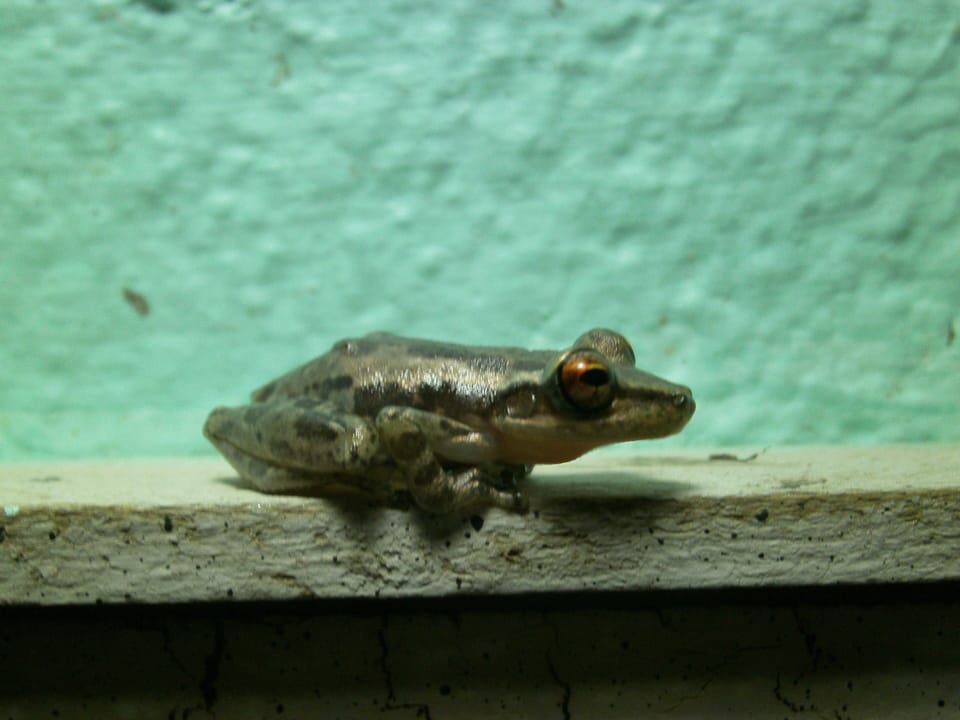 One of our many pet frogs
