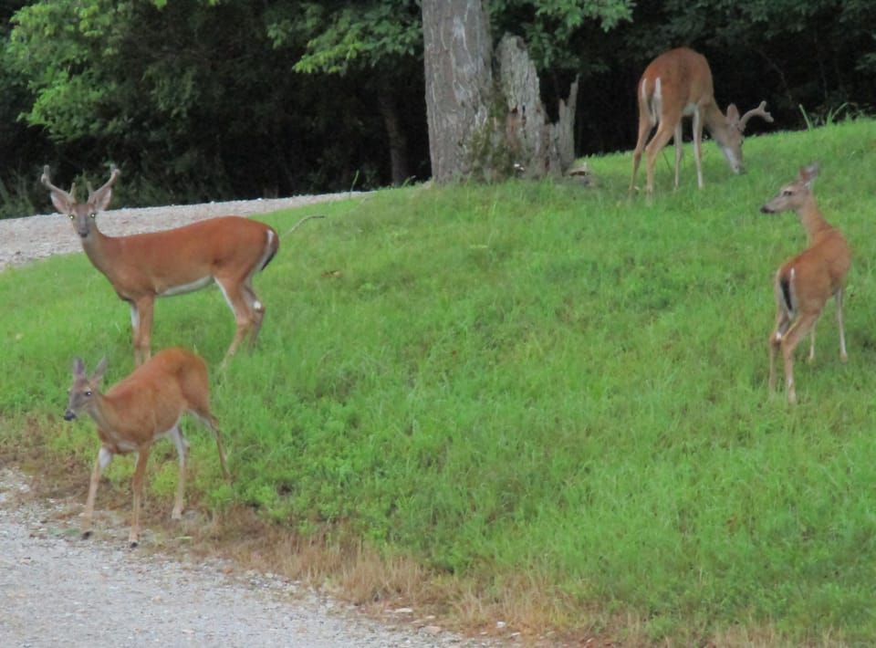 Some of the many wild visitors to The Cove property