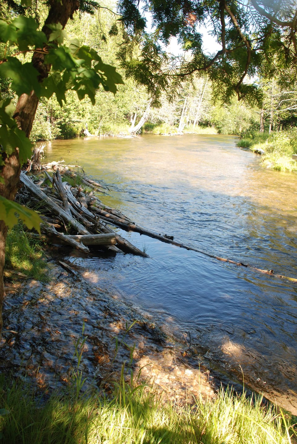 Mirror Pond Creek - as it enters the "Platte River" at the back of the property 