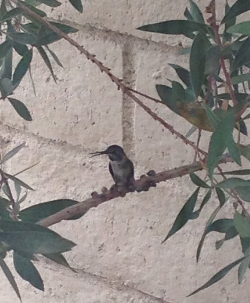 A frequent visitor to the patio