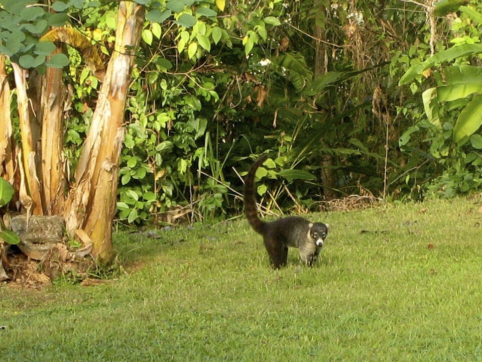 wildlife visiting