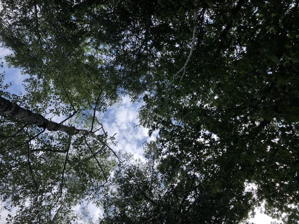 Tree umbrella above me