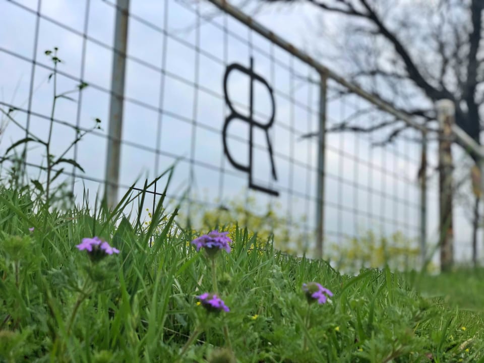 Spring @ BLR Ranch Graford, Texas