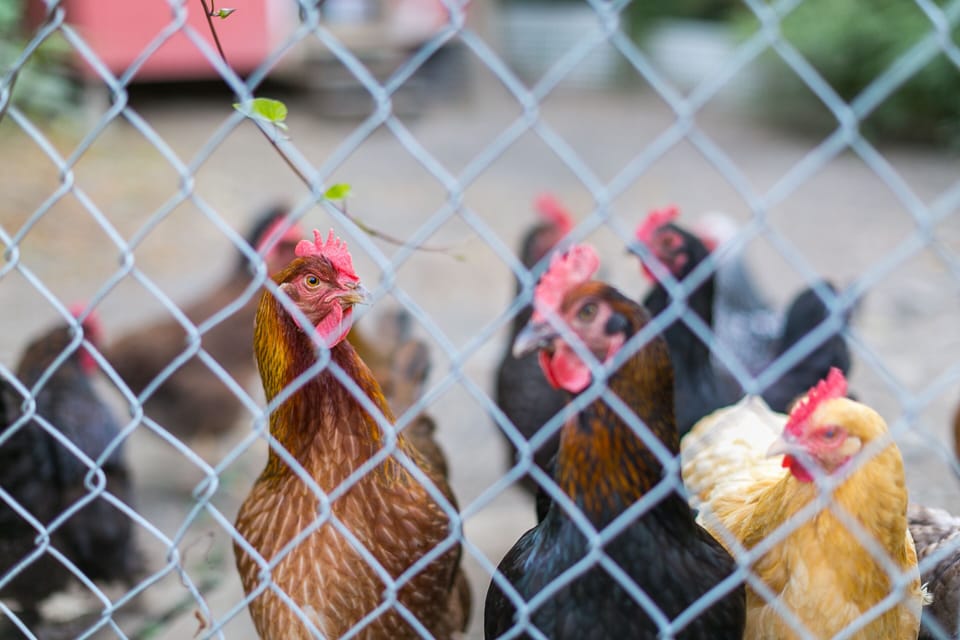 Our hens who lay the farm fresh eggs!  This is a ladies only coop! No roosters.