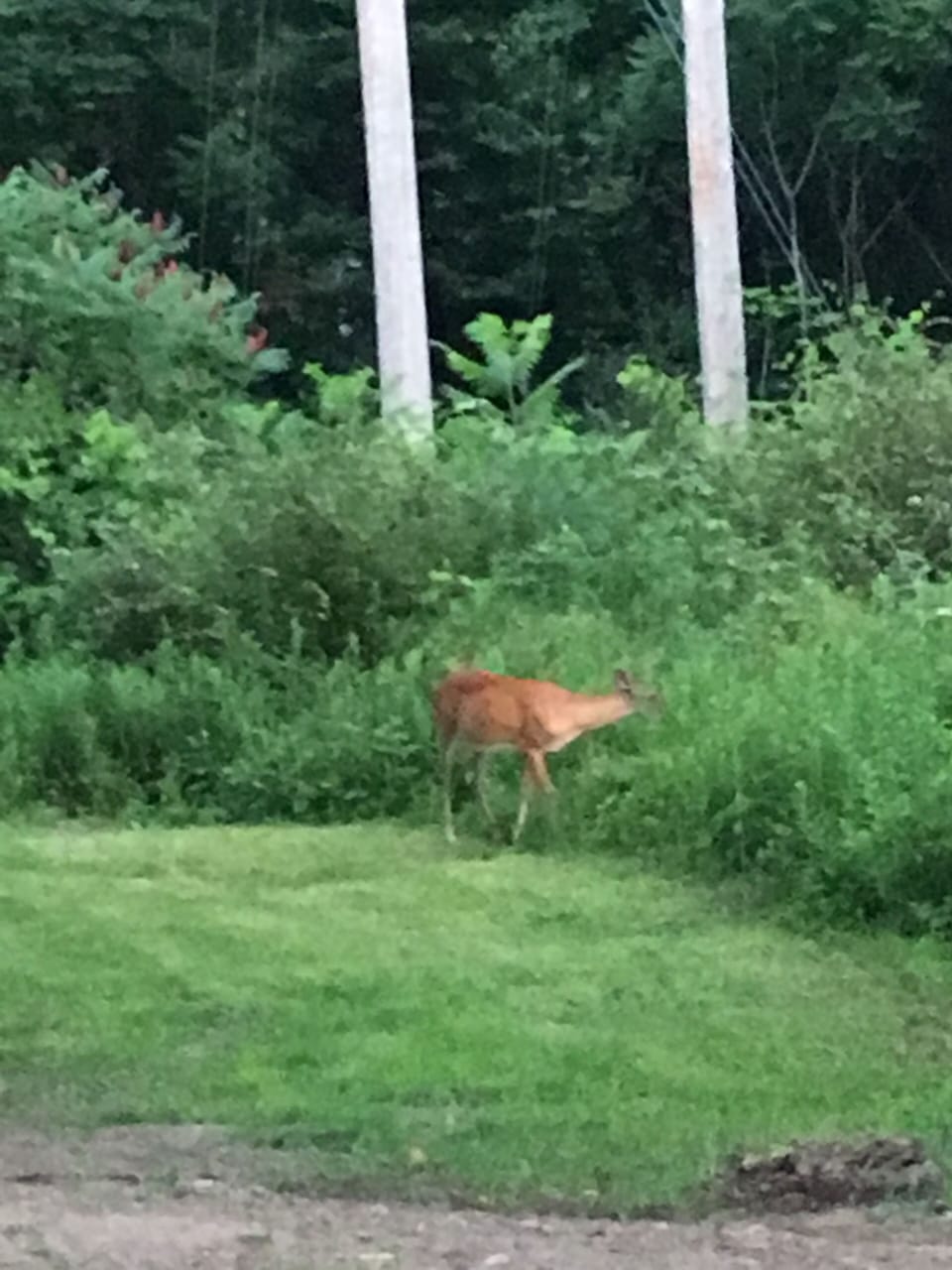 Deer visit daily. Lots of bunnies too!
Enjoy...a country feel in city limits!