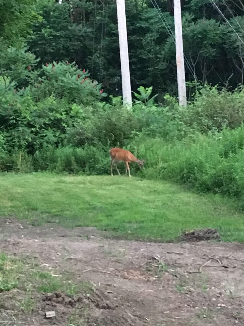 Deer visit every day. We also have a lot of bunnies running around!