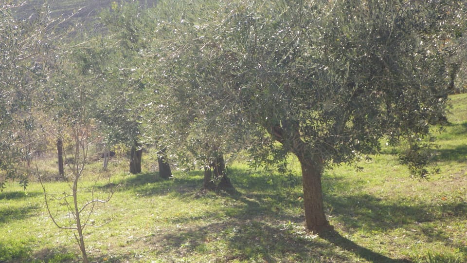 Some of our olive trees in the south facing garden - enjoy our own olive oil