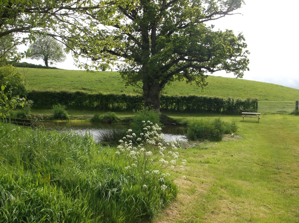 Small fishing pond area 