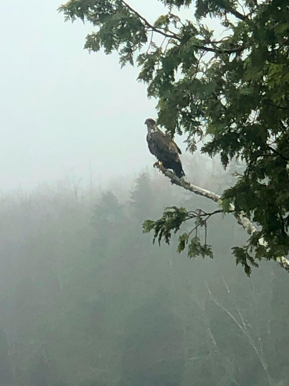 This lovely lady joined us for breakfast one morning.