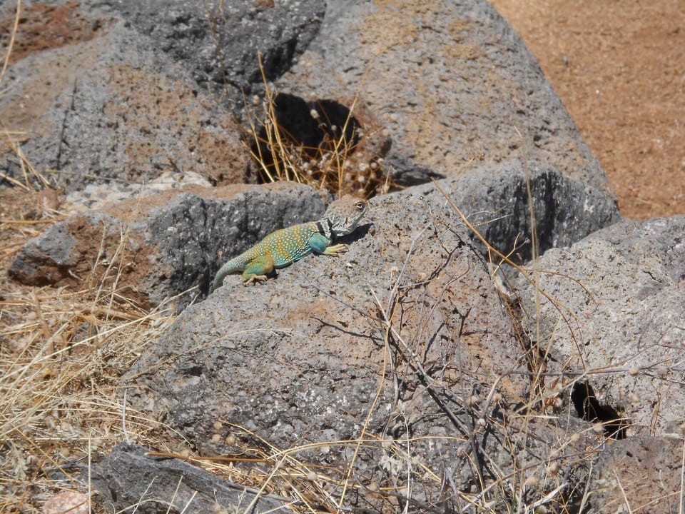Wildlife includes this little guy, deer, javelinas, road runners, coyotes & more