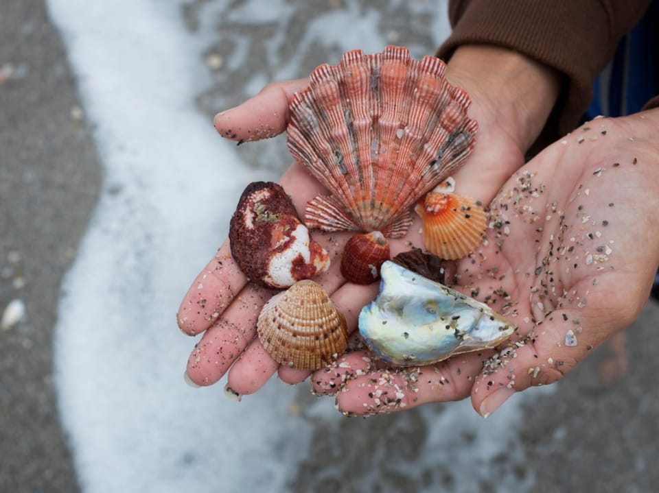 Great Shelling