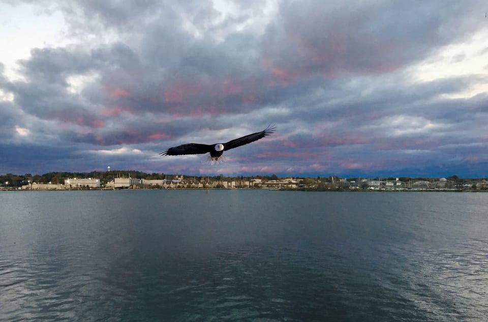 There is a cottonwood tree two doors down where eagles nest.  They fly by!