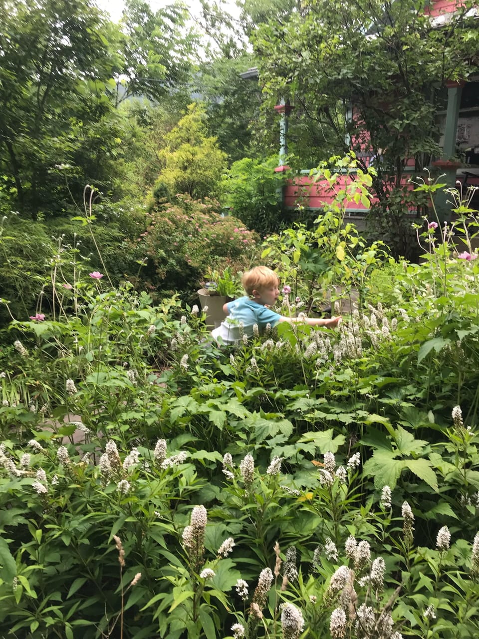 Densely planted front yard is haven for butterflies, bees, bunnies, & chipmunks 