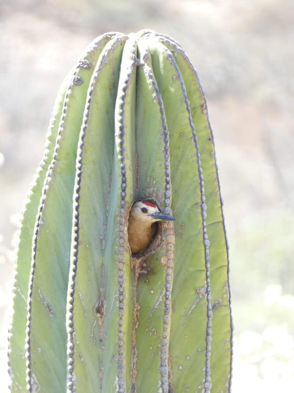 Our nesting woodpeckers.