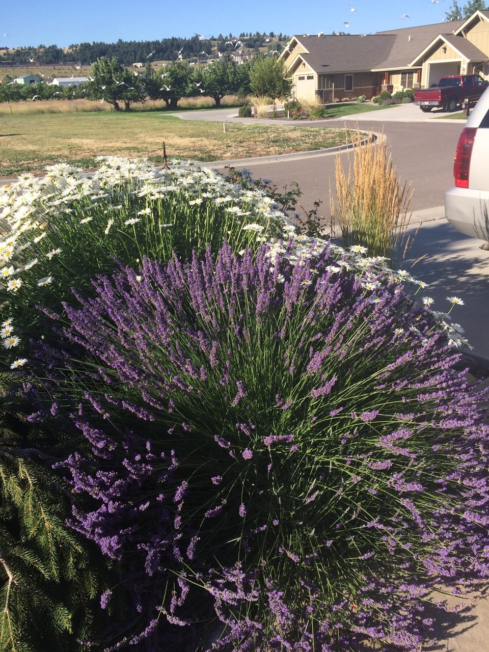 Owners love flowers.