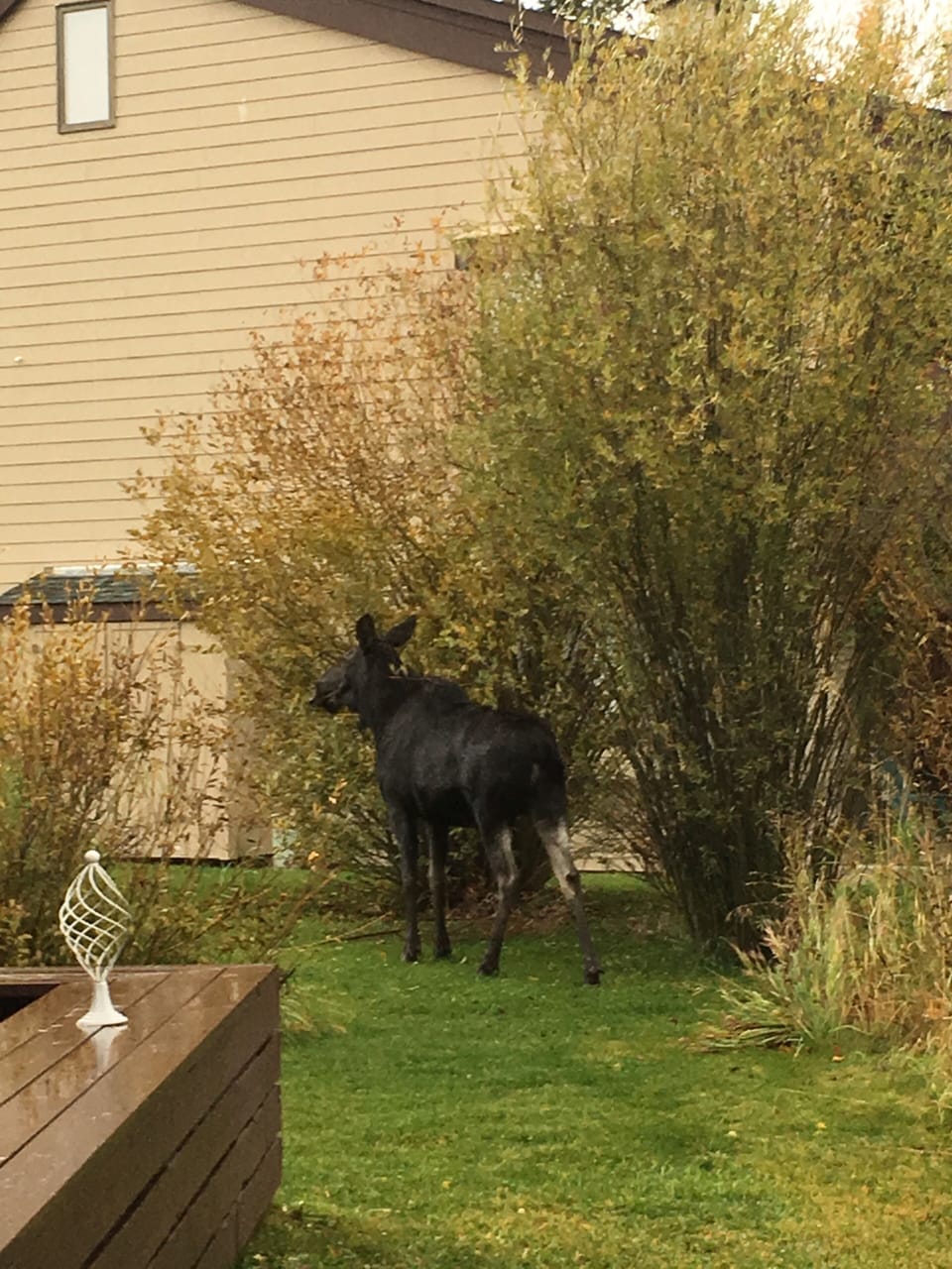  A moose feeding just outside the condo.