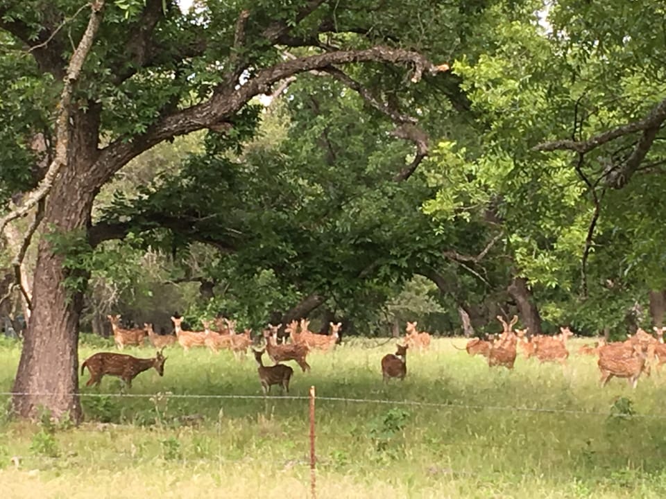 Axis herd
