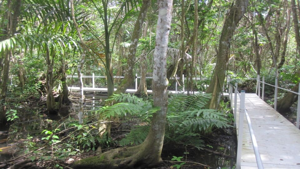 Tour the Pterocarpus Forest - inside Palmas del Mar - 51 acres of swamp forest