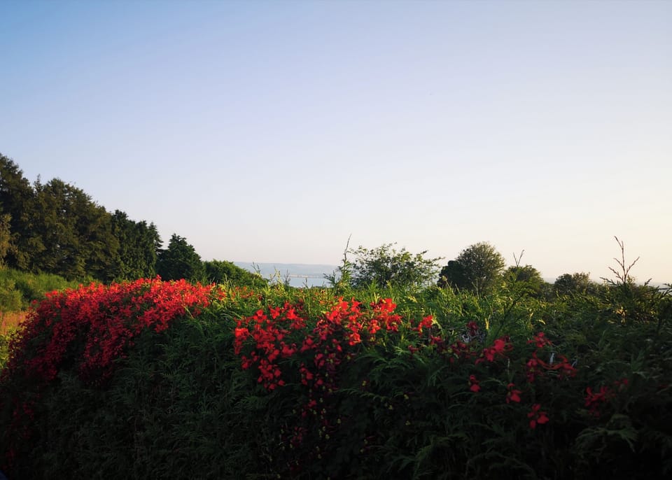 Back Garden in the summer