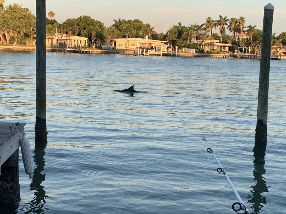 Dolphins swimming off of the dock are very common