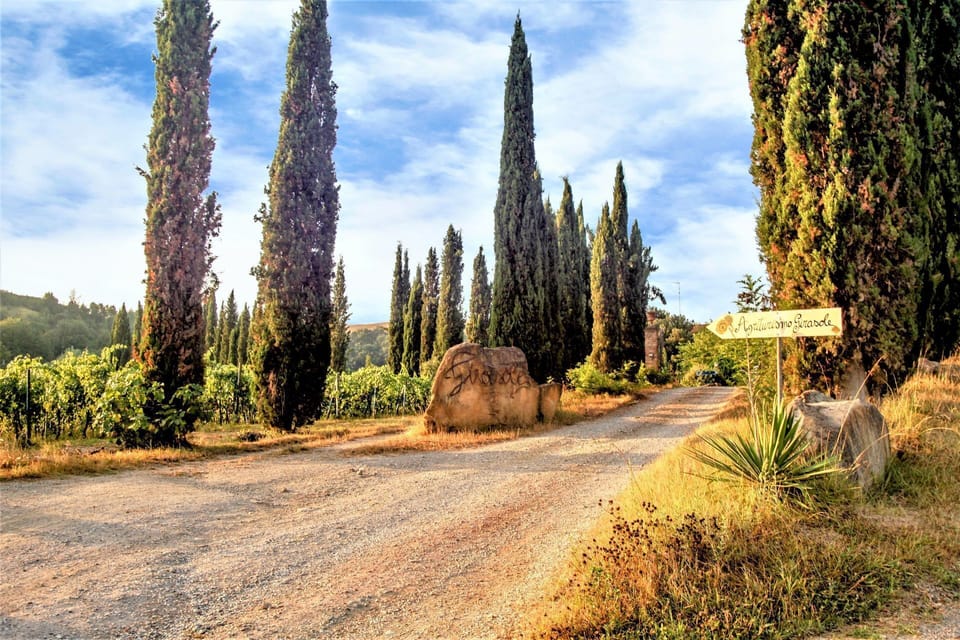 Tree, Nature, Natural Landscape, Sky, Natural Environment, Road, Wilderness, Plant, Biome