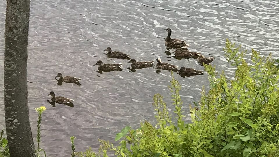 Duck family swims by