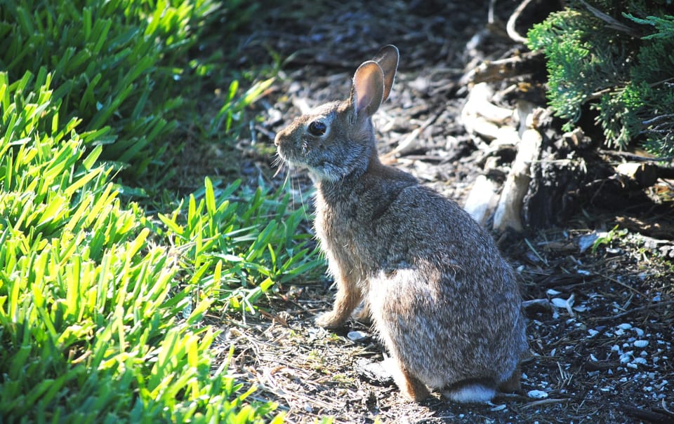 Our “local” residents