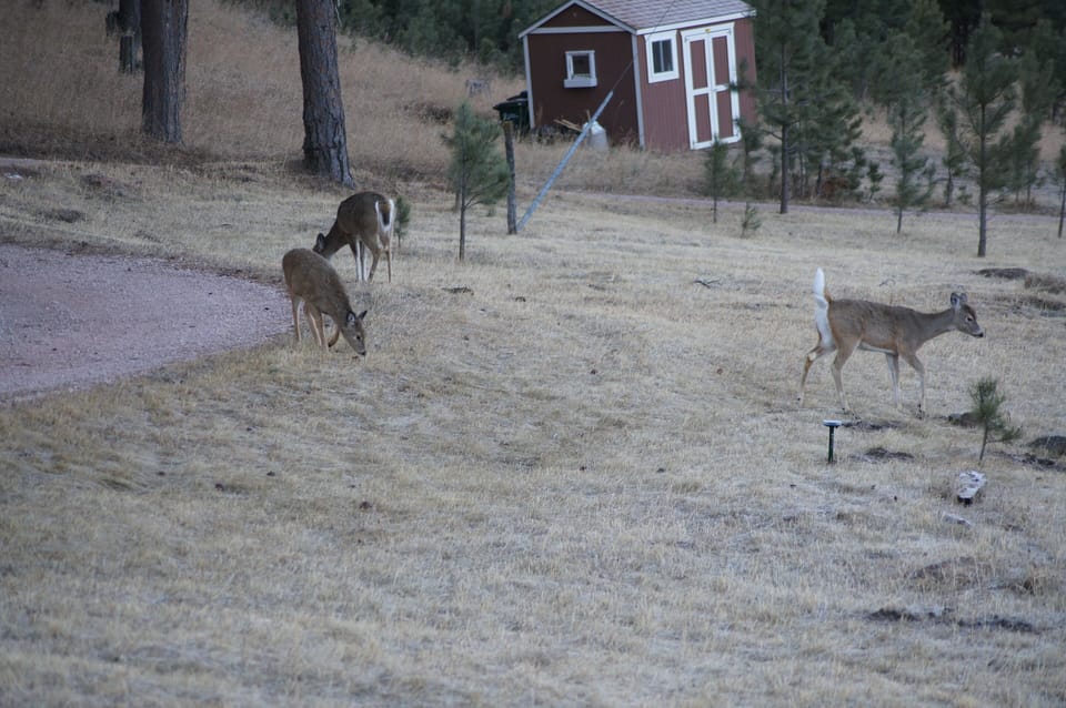 ELK HAVEN CABINS, Custer, SD (12)