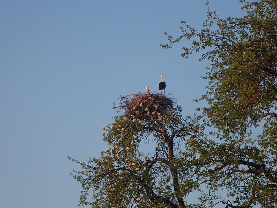 Right under the stork nests, not far from Lake Constance Apartment in Überlingen