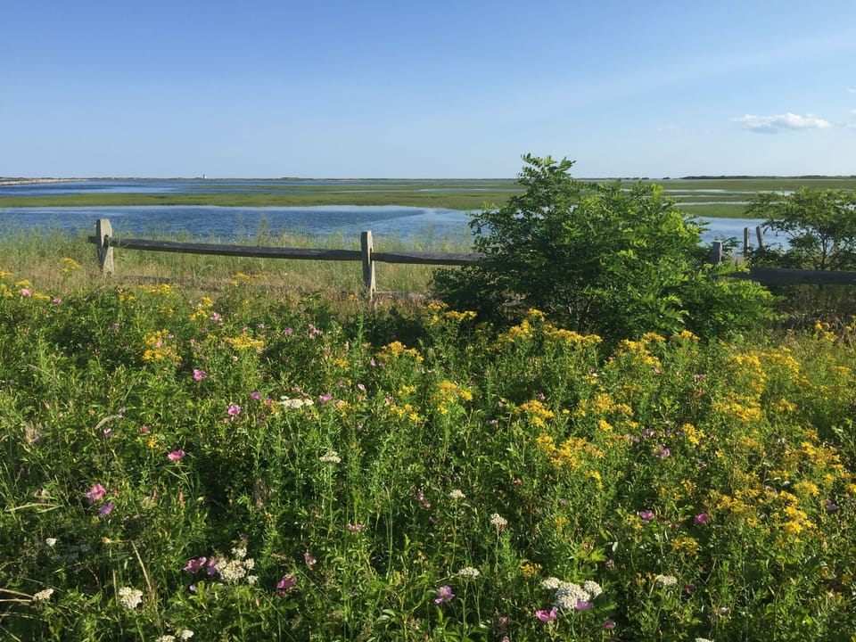 Wildflowers near Nauset Light Beach