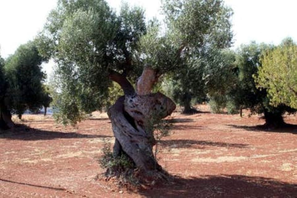 LAND OF SECULAR OLIVES