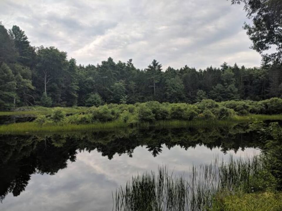 Pond