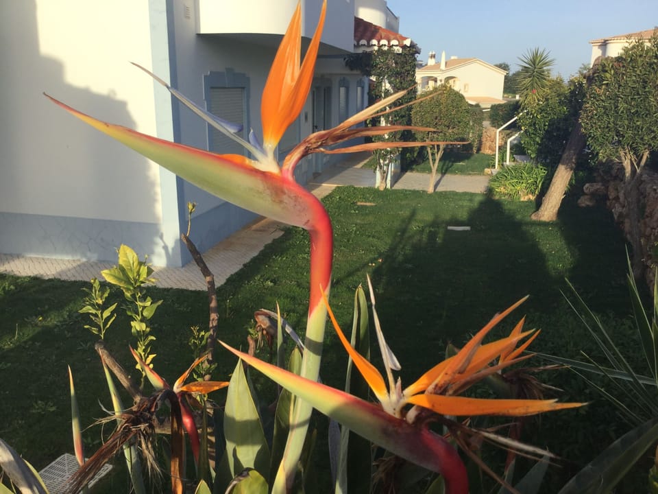 Beautiful flowers in the front garden.
