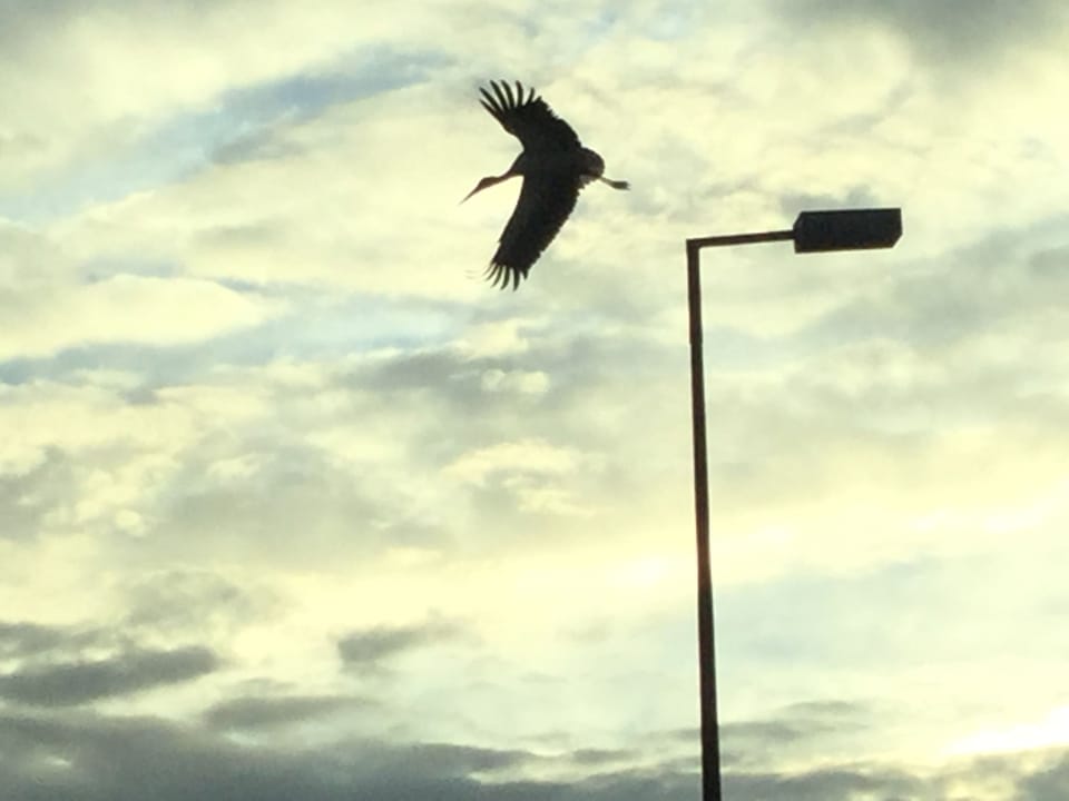 Storks in the Alvor area.