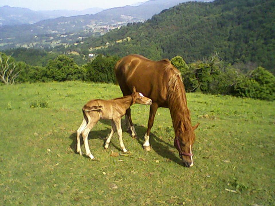horses graze in the field nextdoor