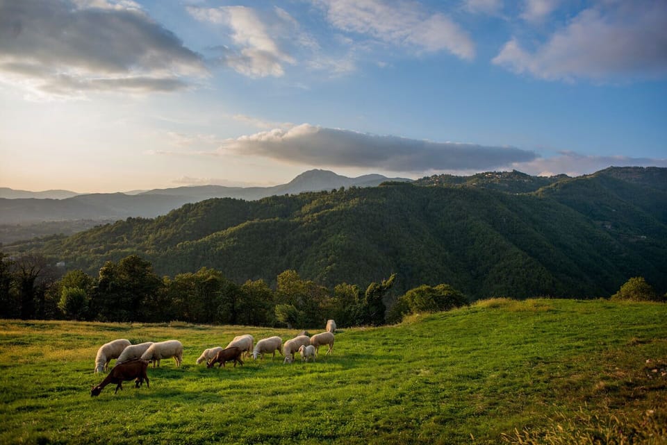 sheep on the farm