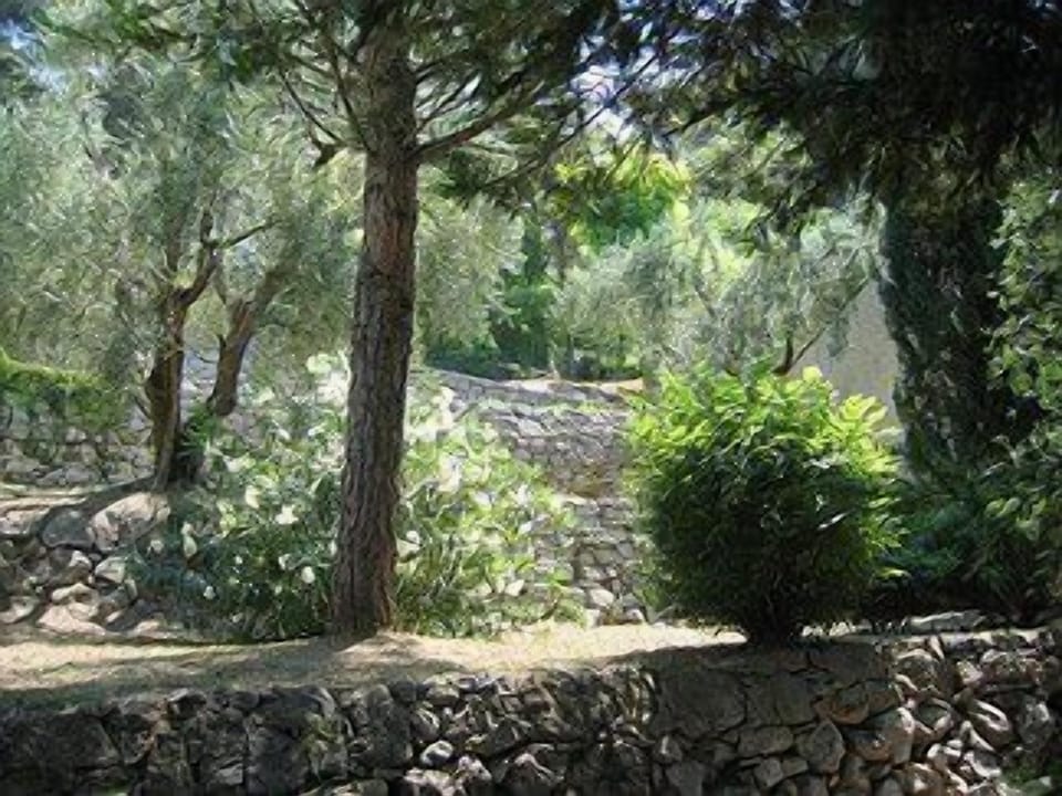 Large Mature Garden Olives and Pine Trees