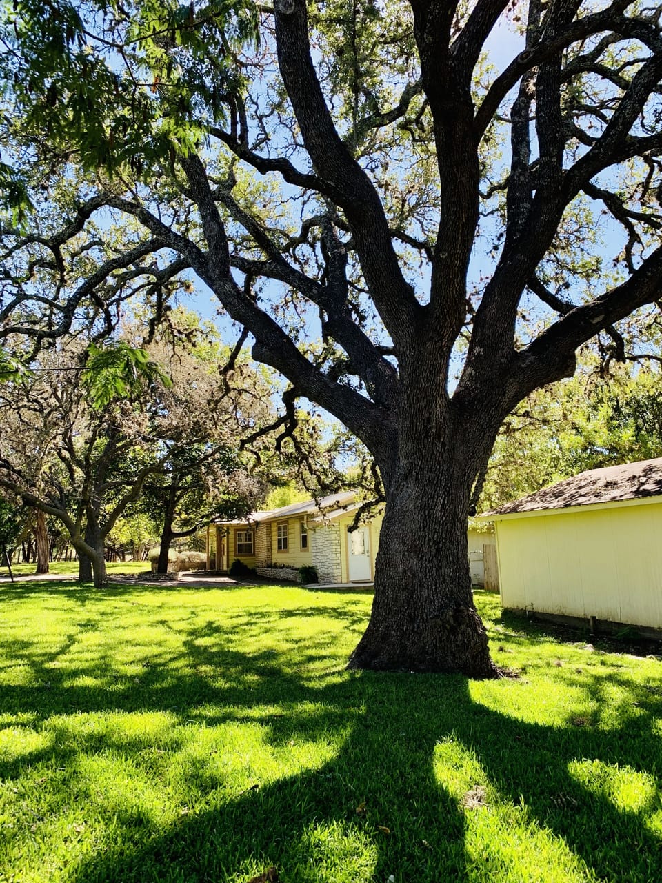 Beautiful live oak on property