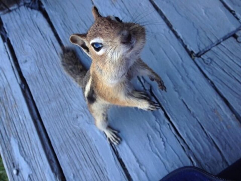 Local Chipmunk looking for a snack... 