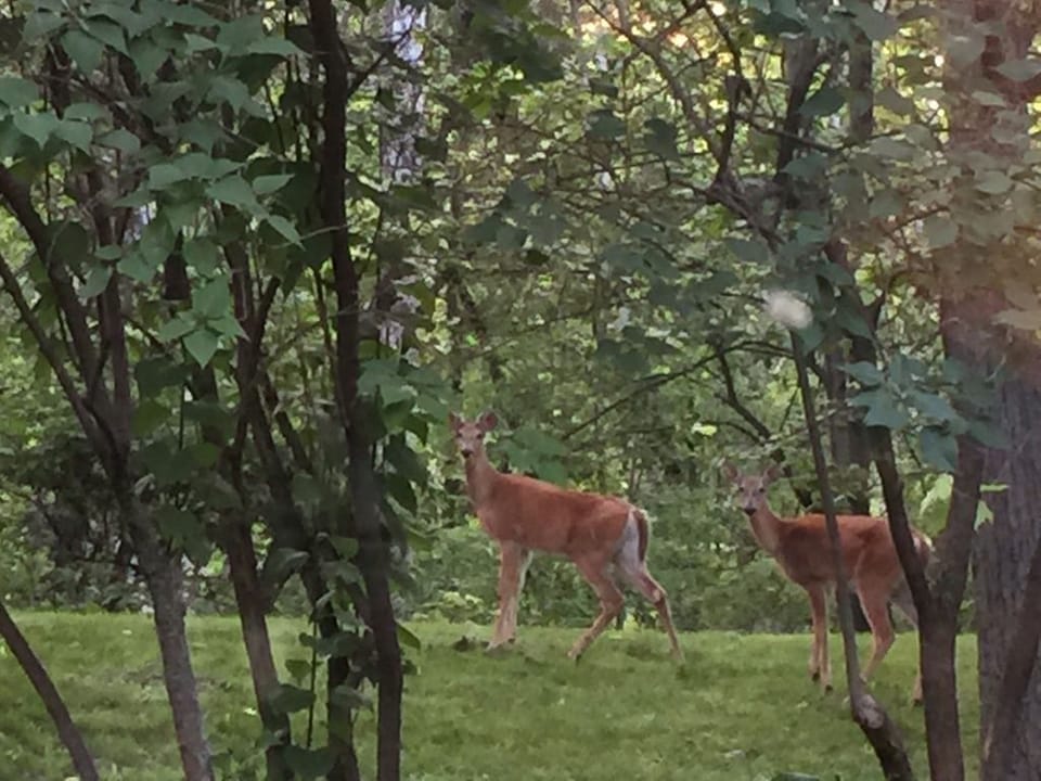 White tailed deer are often seen in the area.