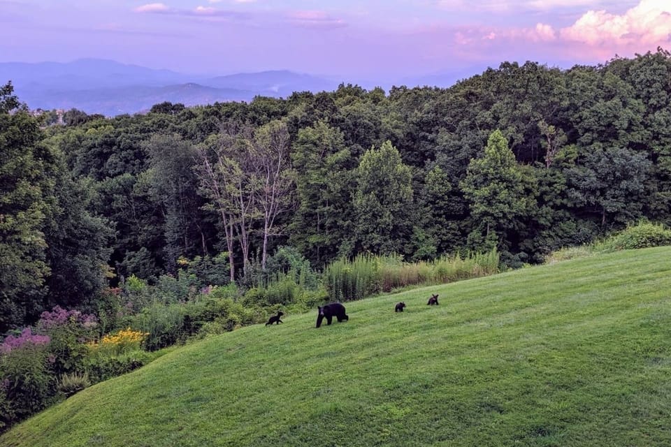 Cubs at play with Mama - picture taken from balcony by Guest Gita