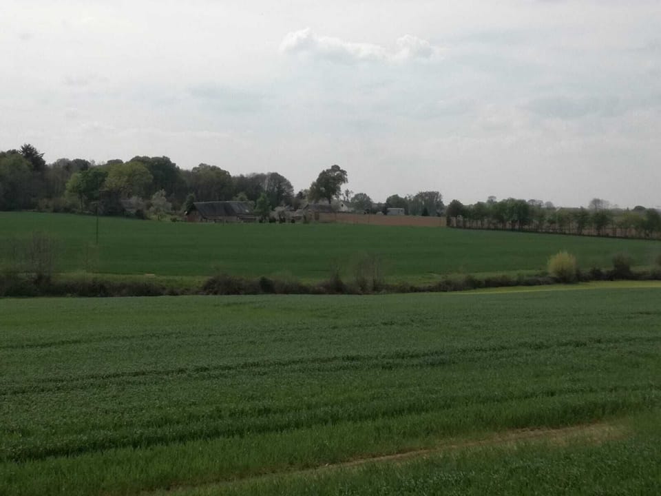 View from garden