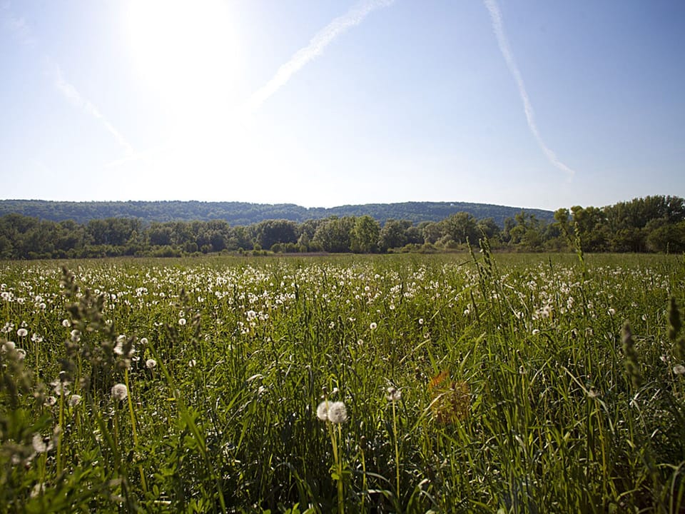 View of Pompey Hills