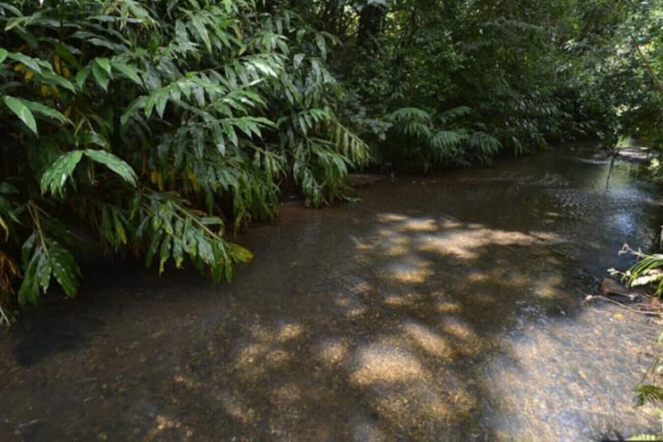 Look out over the Waiarohia Stream