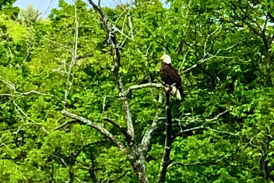 A pair of bald eagles love Oaks Creek as much as we do and visit frequently!