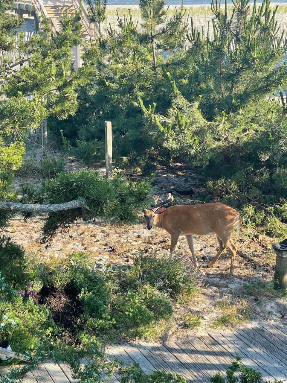 Mr. Deer