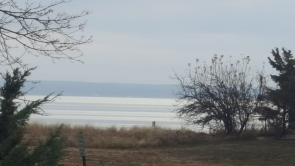 Back yard view