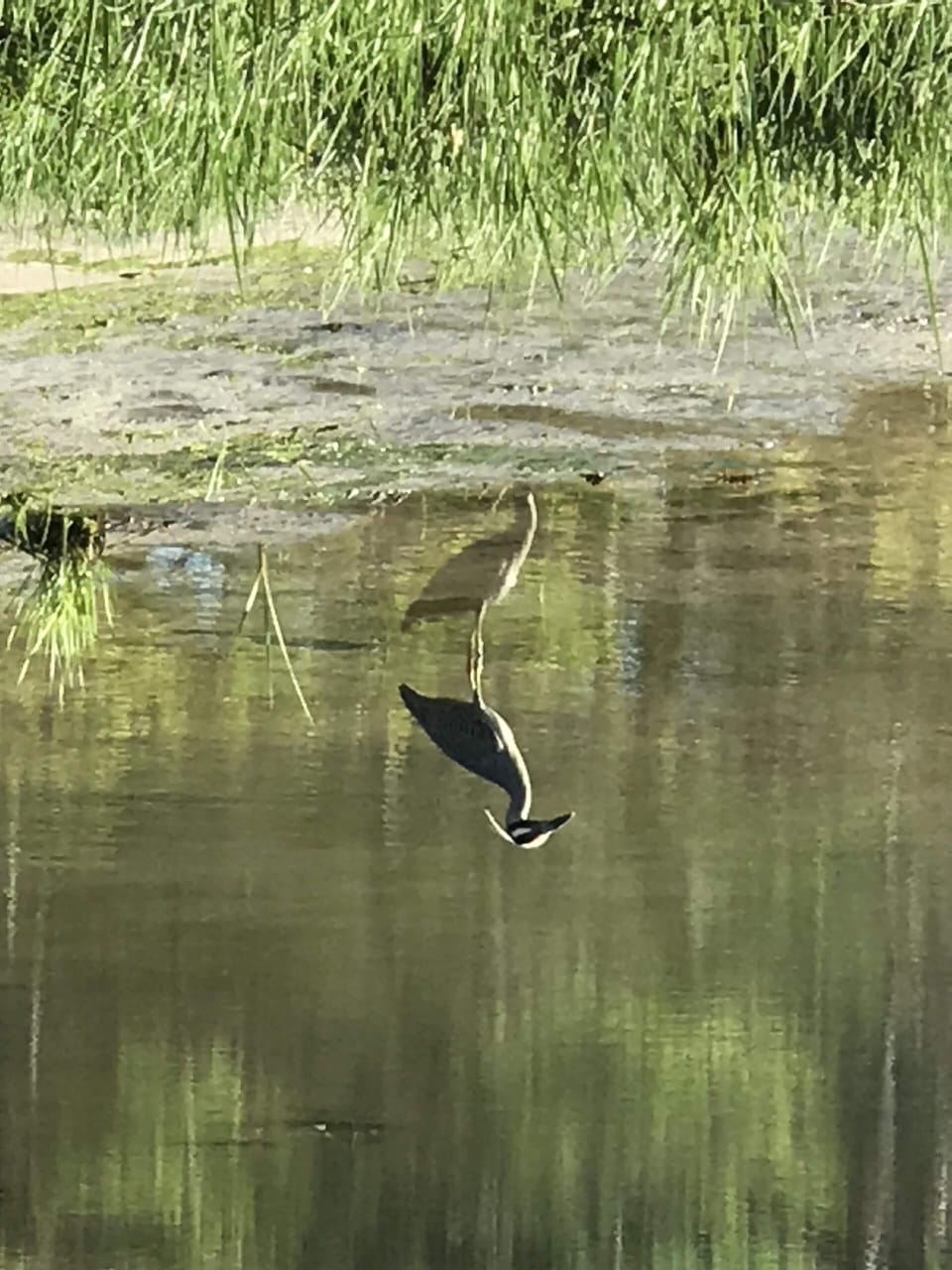 Great Blue Heron in nearby Cove